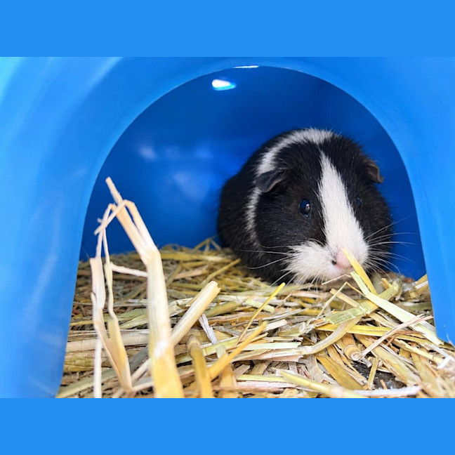 Photo of Jellybean