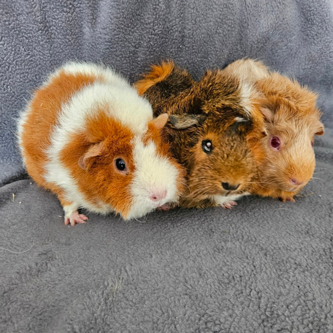 Photo of Sydney, Adelaide & Matilda