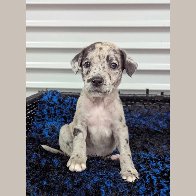 Photo of Woofie Goldberg