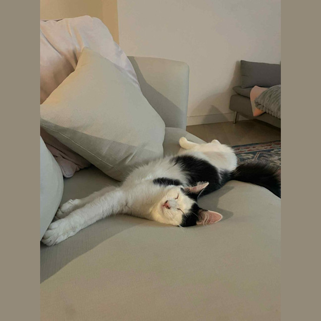 Photo of Mittens *9 Lives Project Rescue*