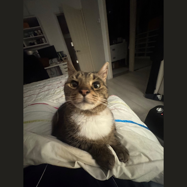 Photo of Nemo