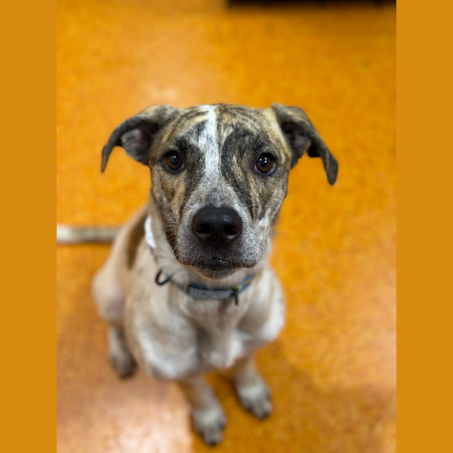 Photo of Diamond