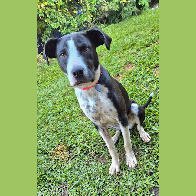 Photo of Molly *$250 Adoption Fee* 