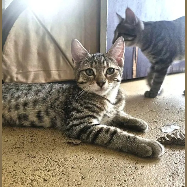 Photo of Felix