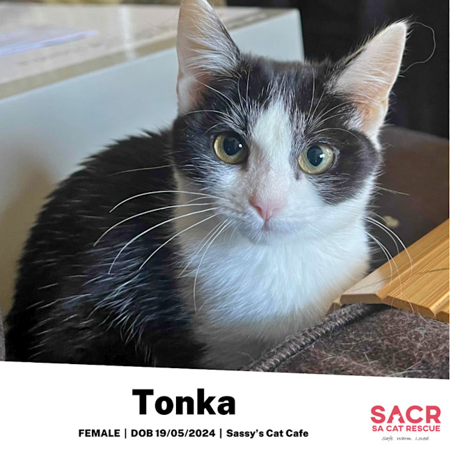 Photo of Tonka