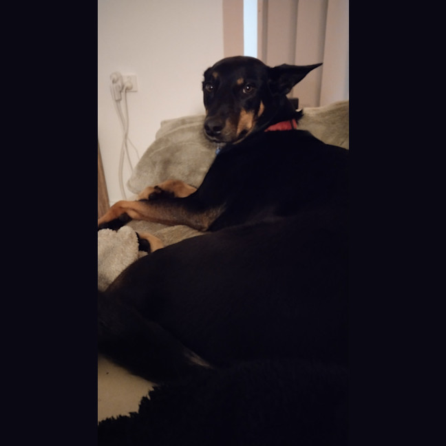 Photo of Molly   4 Year Old Kelpie (On Hold)