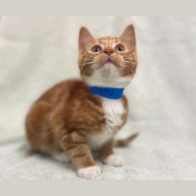 Photo of Butters