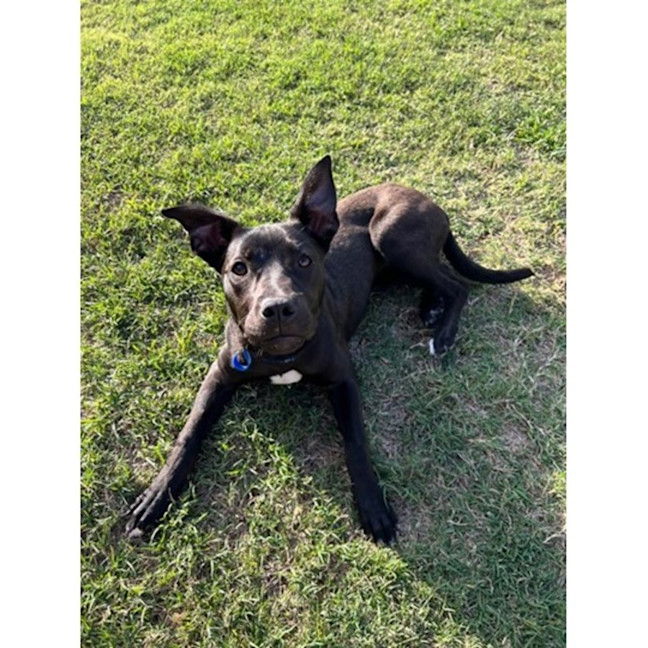 Photo of Betty *$350 Adoption Fee*