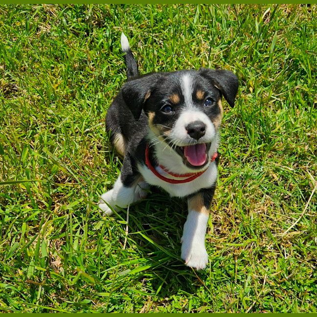 Photo of Tassie Devil