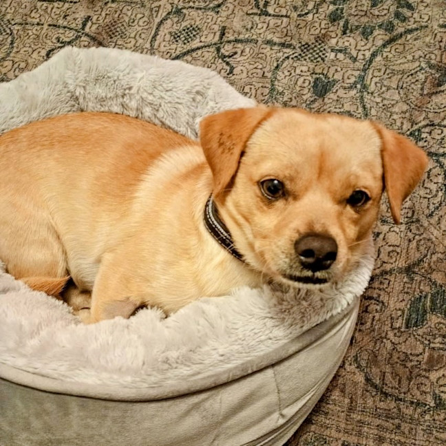 Photo of Roscoe