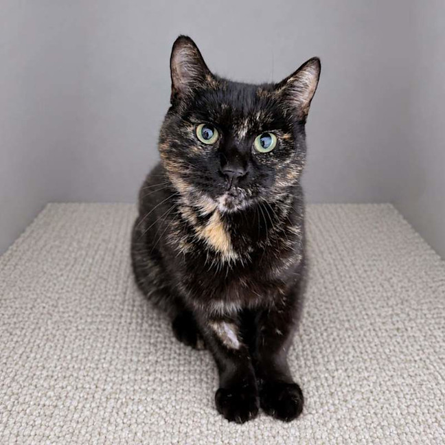 Photo of Honey