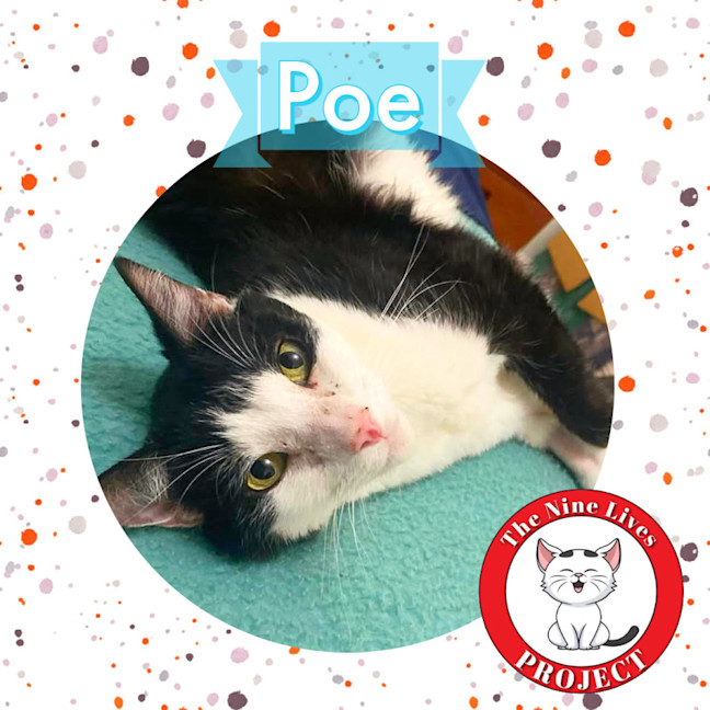 Photo of Poe *9 Lives Project Rescue*