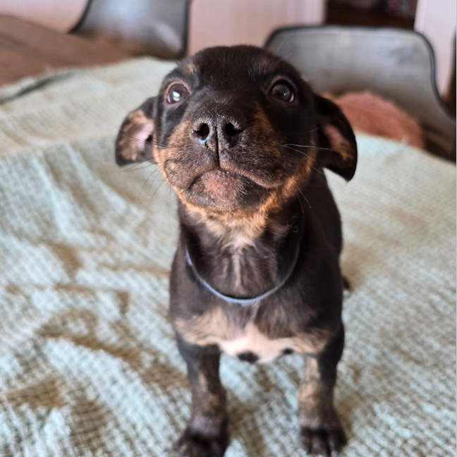 Photo of The Swedish Chef 