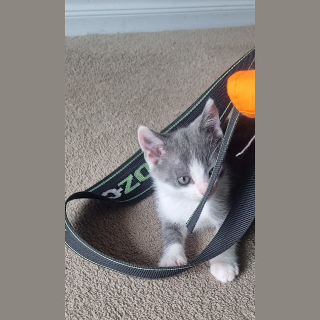 Photo of Willow