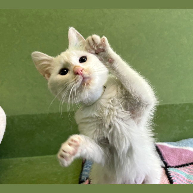 Photo of Buffy The Fluffy Slayer