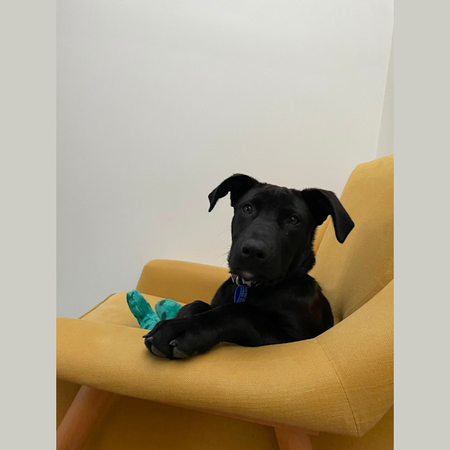 Photo of Toto   5 Month Old German Shepherd X