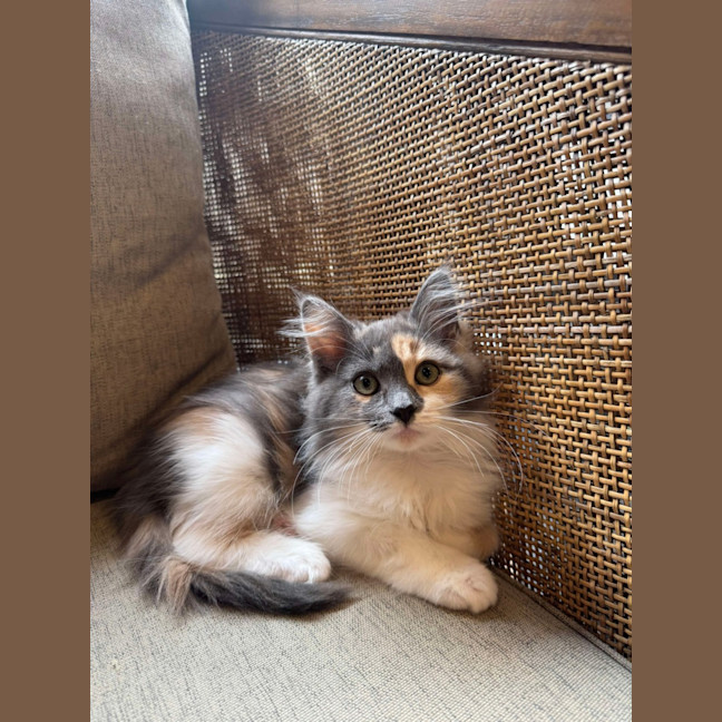 Photo of Twiggy & Tulip