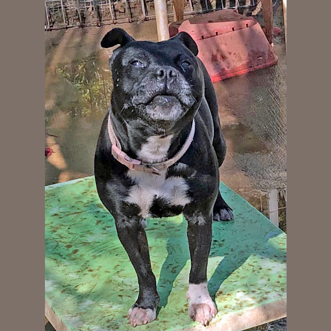 Photo of Remmy
