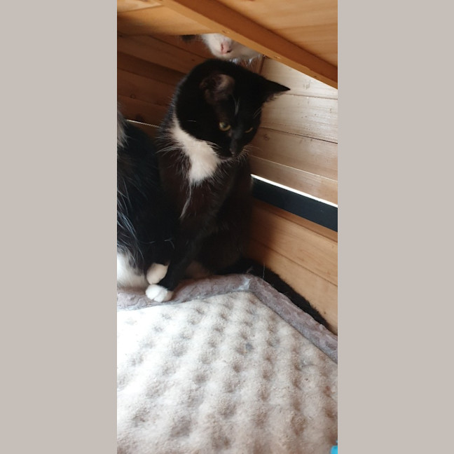 Photo of Oreo