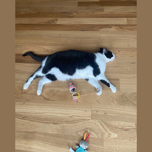 Photo of Felix