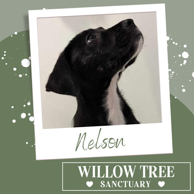 Photo of Nelson