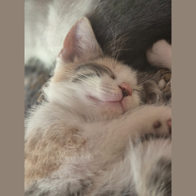 Photo of Cassidy