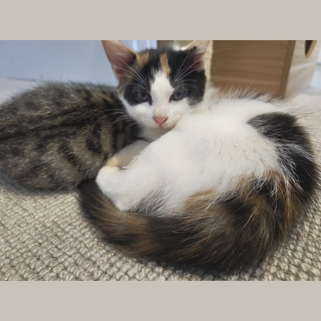 Photo of Pawla