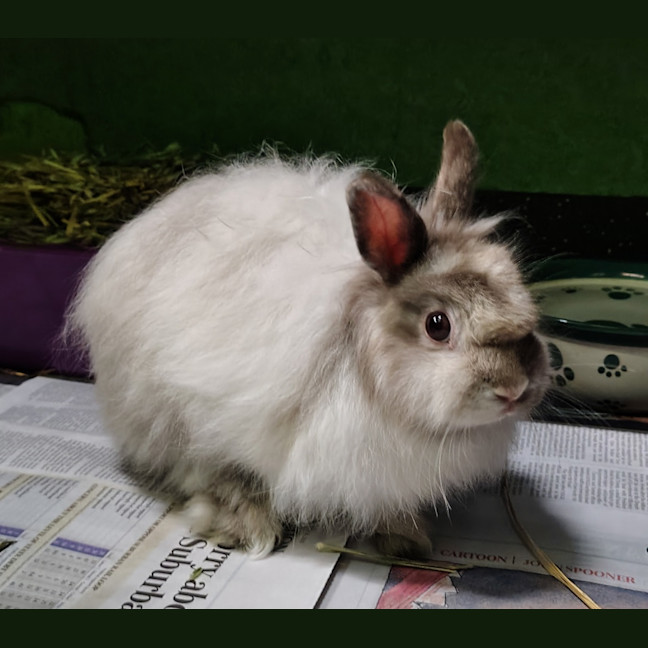 Photo of Maltesers (Bonded To Jaffa)
