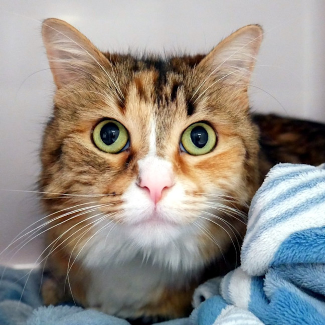 Photo of Lucinda Rsta003485