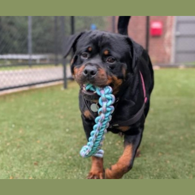 Photo of Jax
