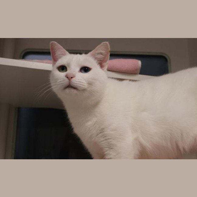 Photo of Cakey