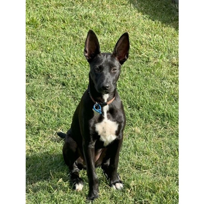 Photo of Loretta *$350 Adoption Fee*