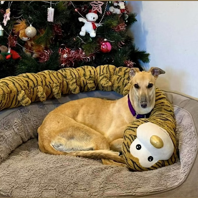 Photo of Buttercup
