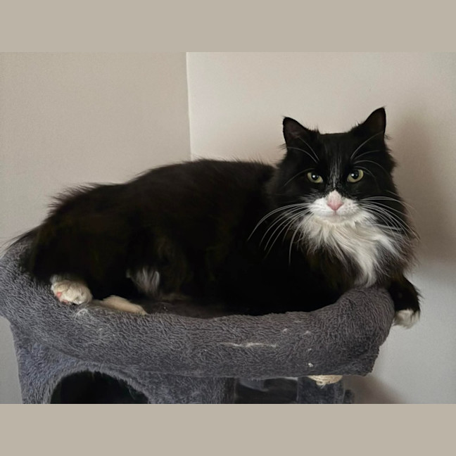 Photo of Inky
