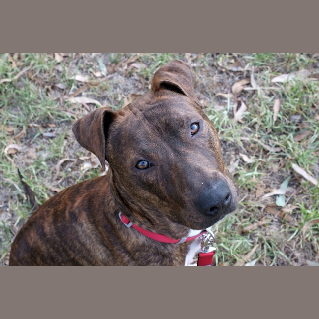 Photo of Duke 