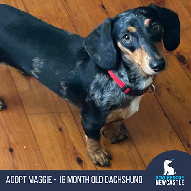 Photo of Maggie   16 Month Old Dachshund
