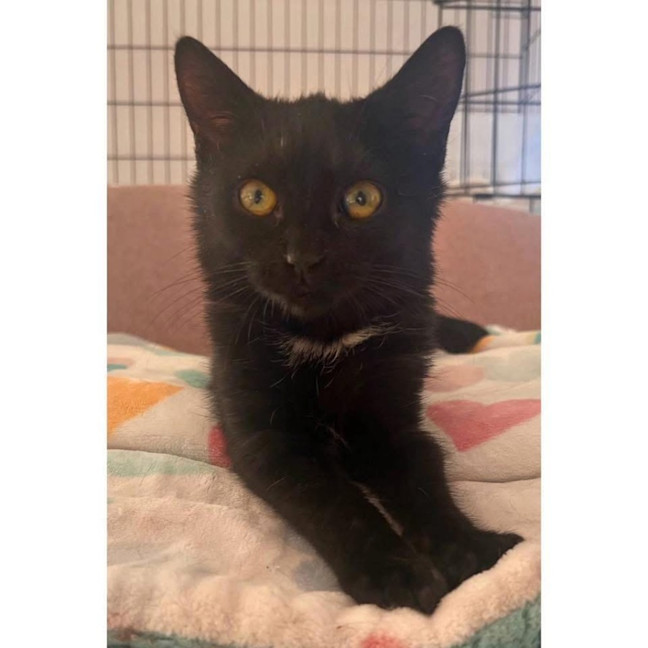 Photo of 12272   Leela