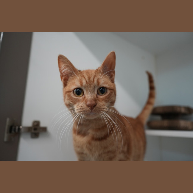 Photo of Cheese Supreme