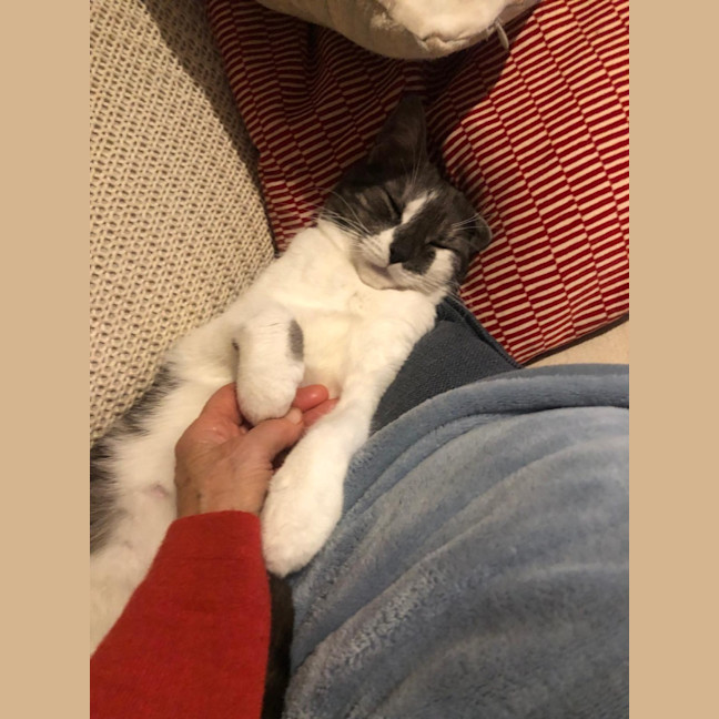 Photo of Lamington