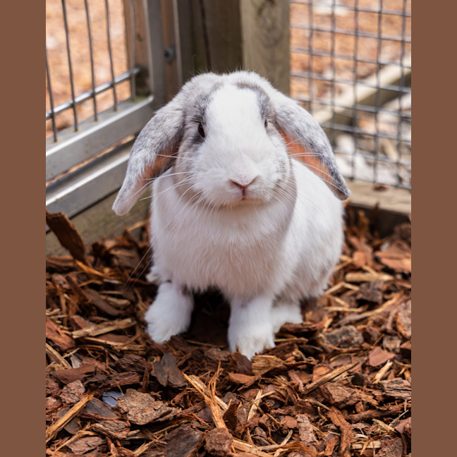 Photo of Harry Hopper