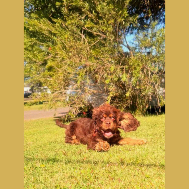 Photo of Remi