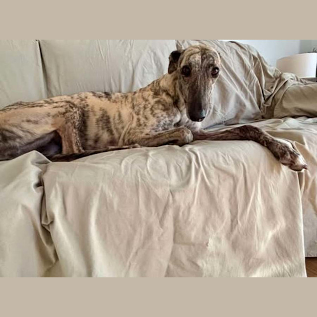 Photo of Dee Dee, The Greyhound