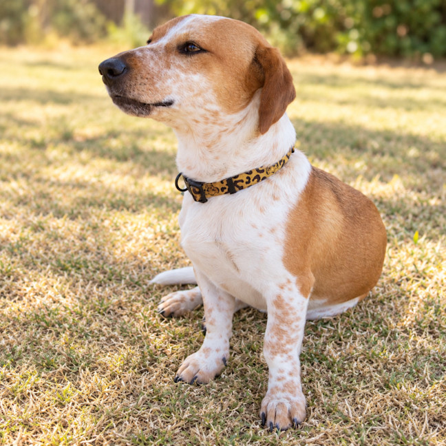 Photo of Cobby