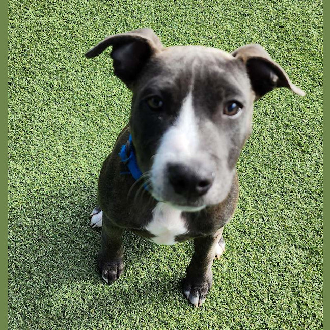 Photo of Scout