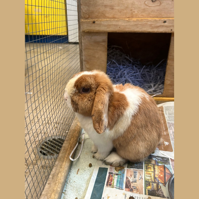 Photo of Tango