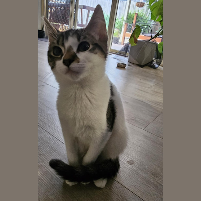 Photo of Willow *9 Lives Project Rescue*