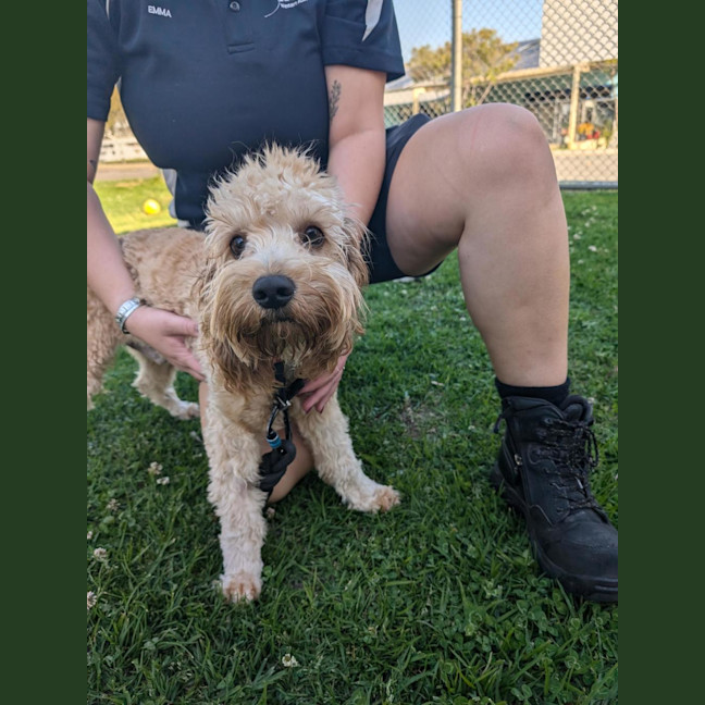 Photo of Watson