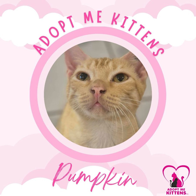Photo of Pumpkin