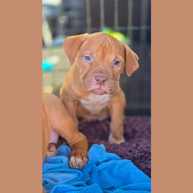 Photo of Bruce