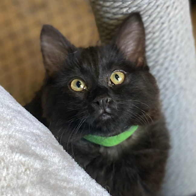Photo of Gala